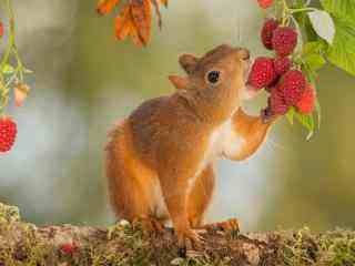 网站建设教程之如何注册域名
